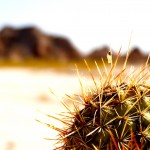 Cactus in the Badlands