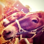 Grand Canyon - Horse Donkey Mule Things