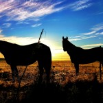 Horses at Sunrise - Wyoming