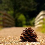Pinecone in the Blackhills SD